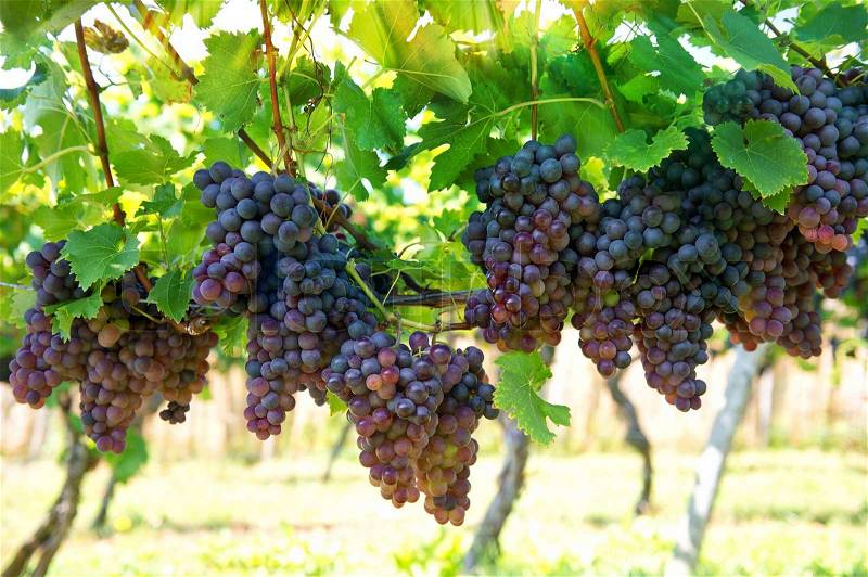 Purple red grapes with green leaves on the vine. vine grape fruit plants outdoors with sunbeams, stock photo