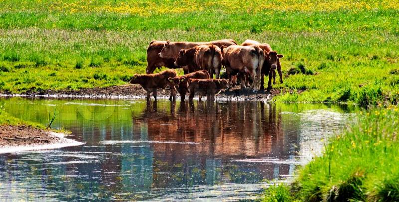 Danish cows close to river a hot summer day, stock photo