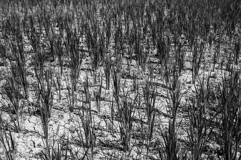 Rice field in Thailand in the agriculture industry concept black and white, stock photo