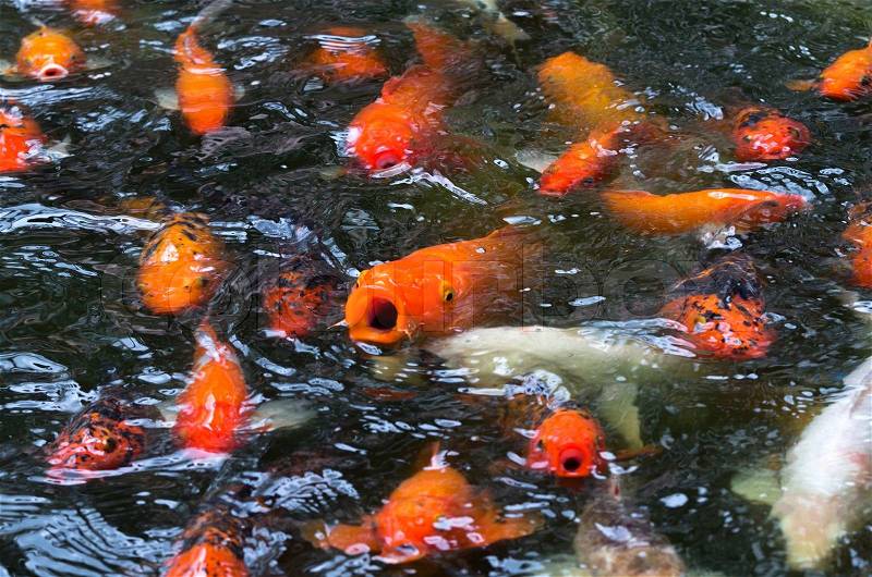 Close up koi fish swim in the fish pond, stock photo