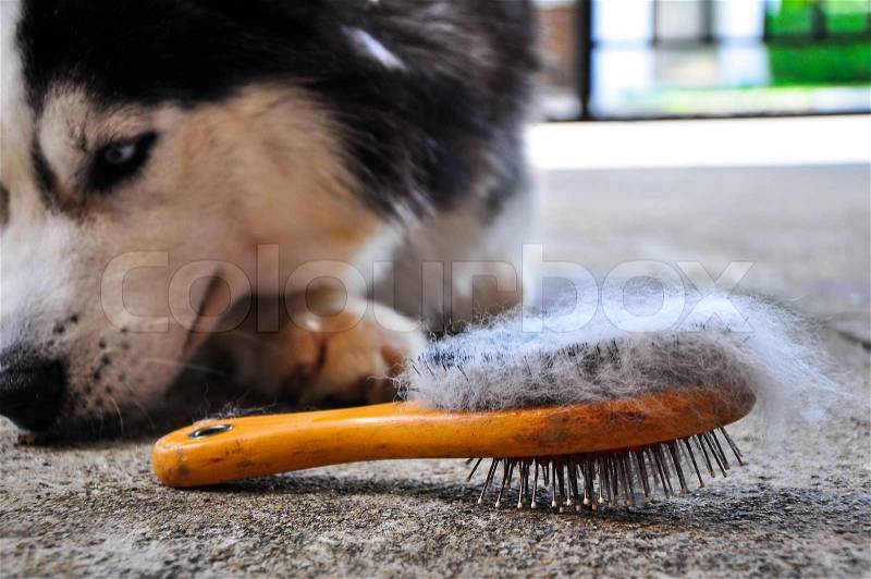 Brush the dog, stock photo