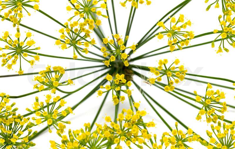 Fresh dill flowers, isolated on white, stock photo