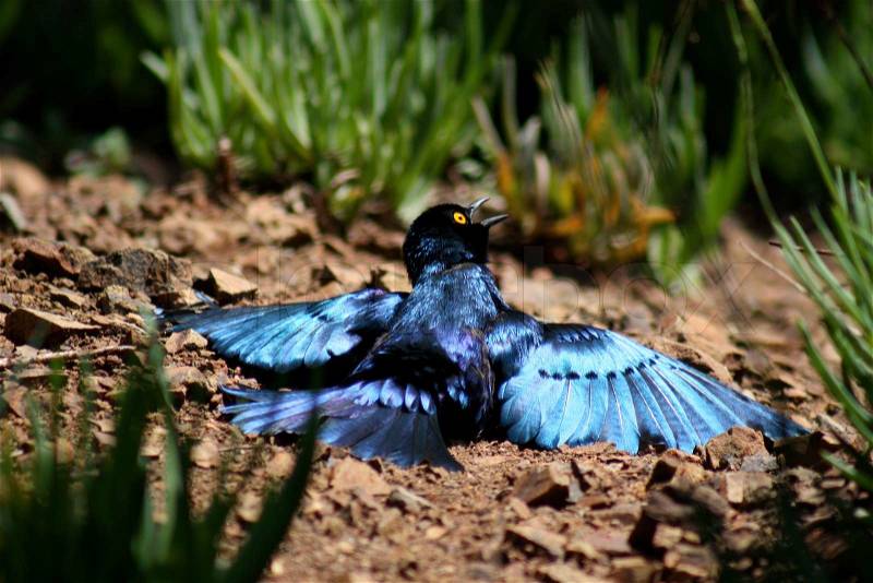 Warm to the touch. I came across this Glossy Starling warming itself in the sun while on vacation in the Kruger National Park, South Africa, stock photo