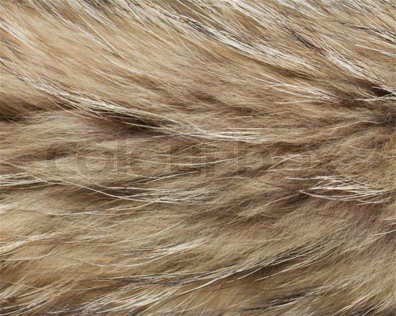 Close up shot of abstract raccon fur background, stock photo