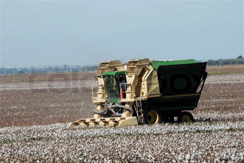 Cotton crop, stock photo