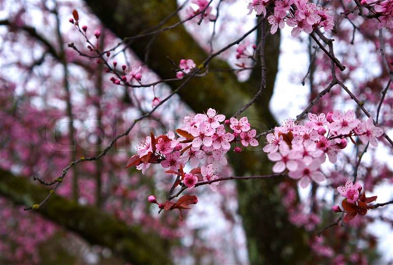 ‘Spring is here. The smell of cherry-blossom-tainted rain comes and goes’, stock photo