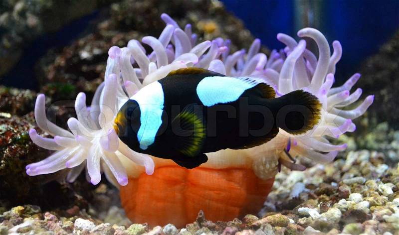 Nemo fish and sea anemone, stock photo