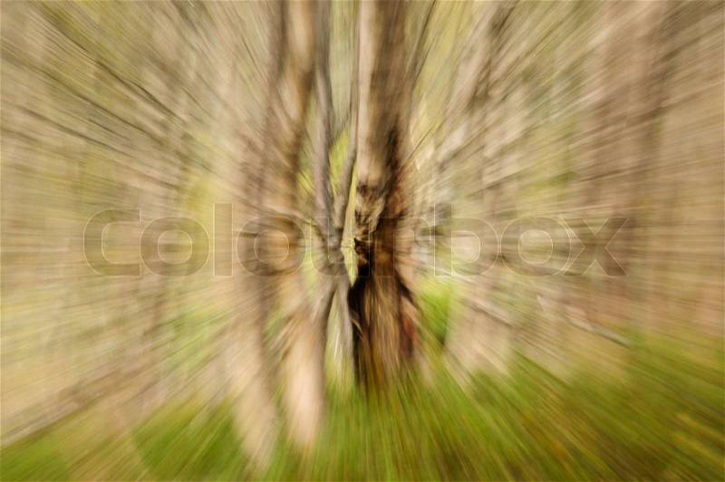 Abstract birch forest background in motion, stock photo