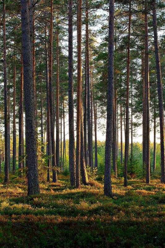 A Nordic Pine forest in evening light, stock photo