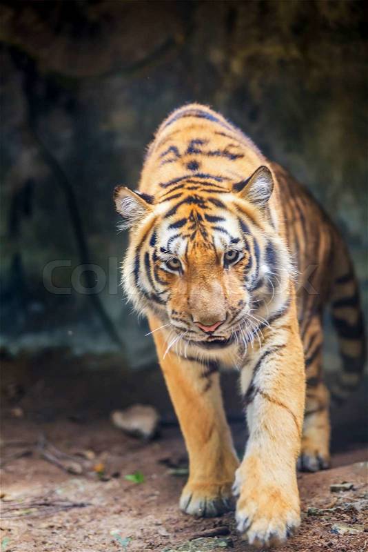 Portrait of a Royal Bengal tiger, stock photo