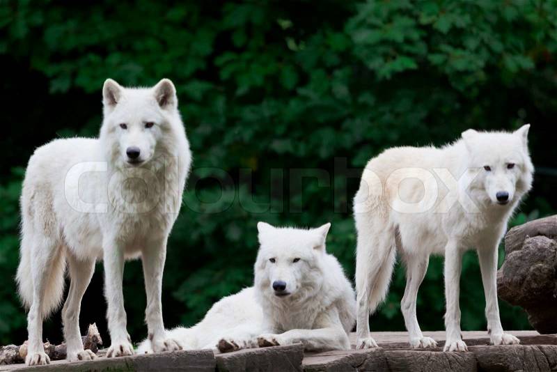 Arctic Wolves, stock photo