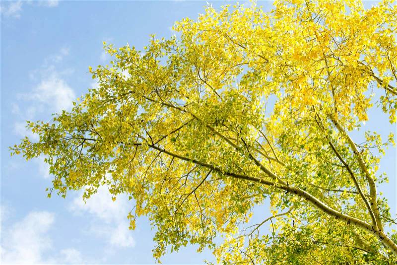 Autumn, yellow leaves against the sky, stock photo