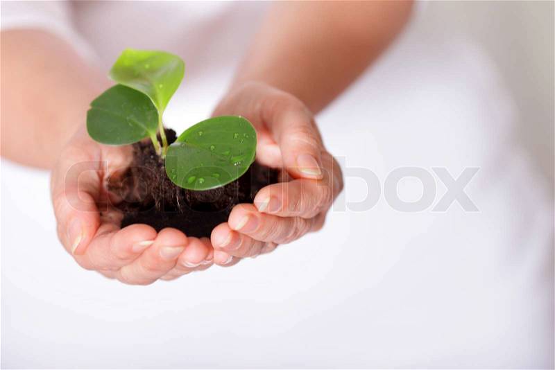 Isolated shot of a fresh shoot, growing from a small pile of earth held in hands, stock photo
