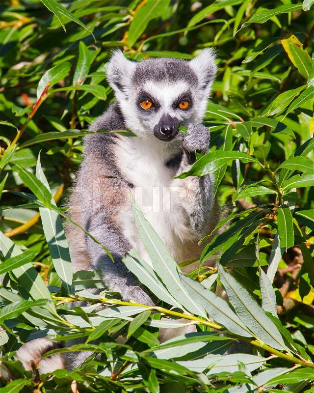Ring-tailed lemur Lemur catta, stock photo