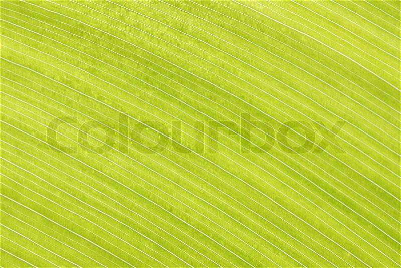 Abstract green leaf lines background texture, stock photo
