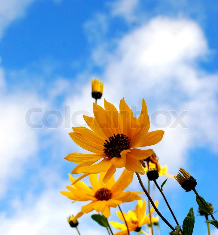 Yellow Flowers Reaching to The Sky, stock photo