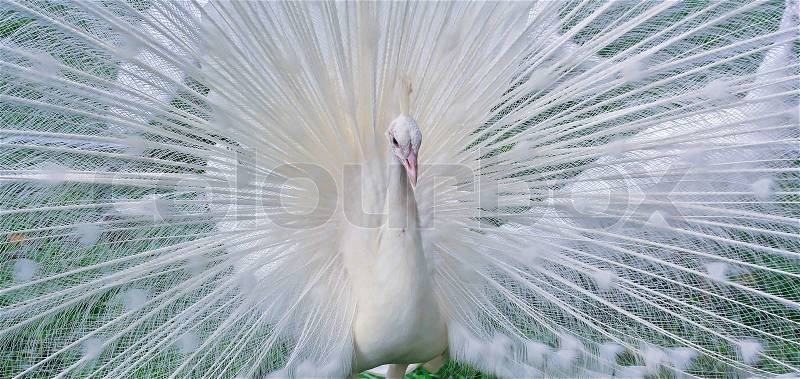 White Peacock, stock photo