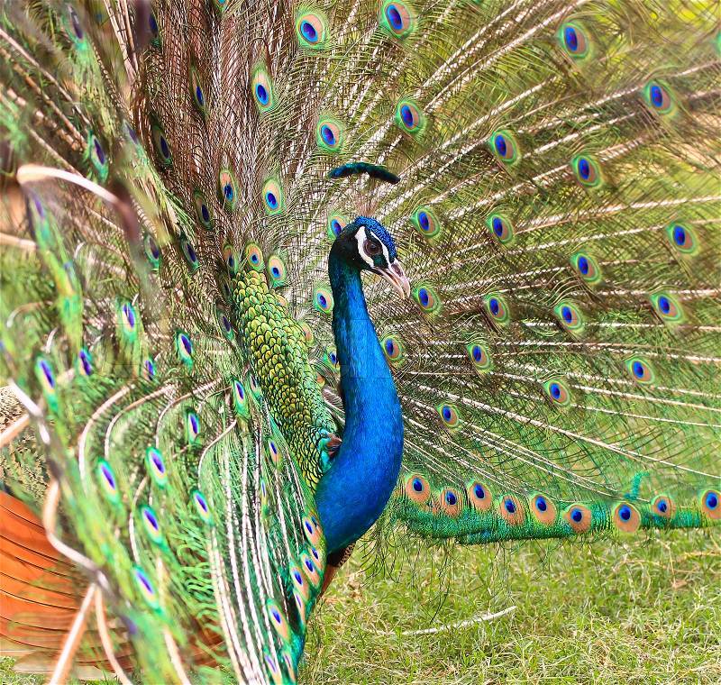 Green Peacock, stock photo