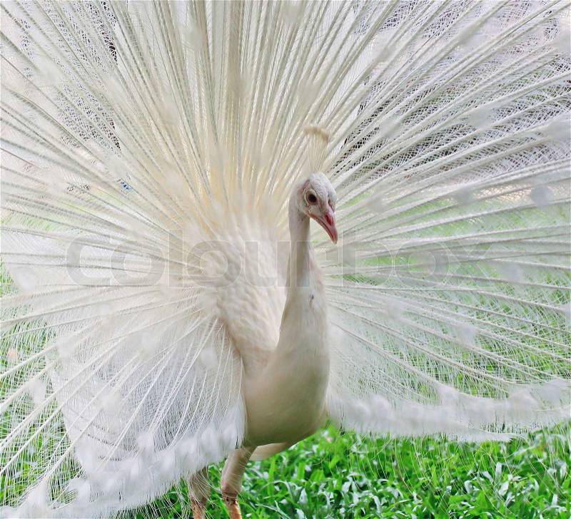 White Peacock, stock photo
