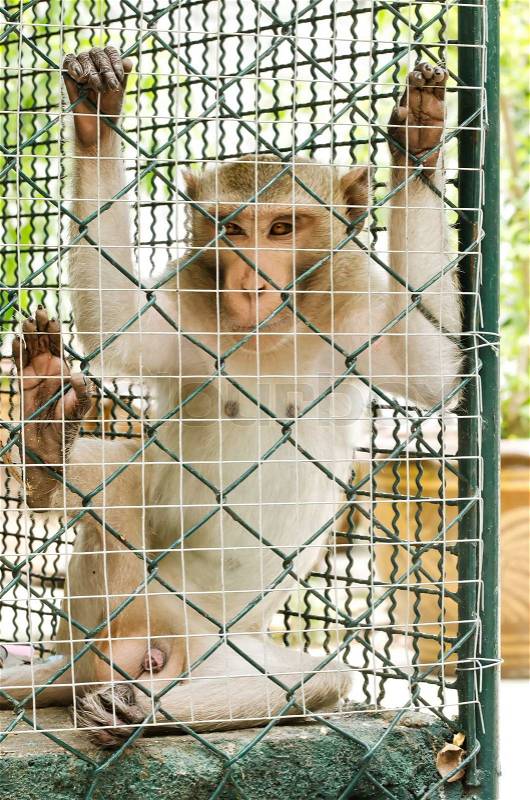 Sad monkey looking out through the cage, stock photo