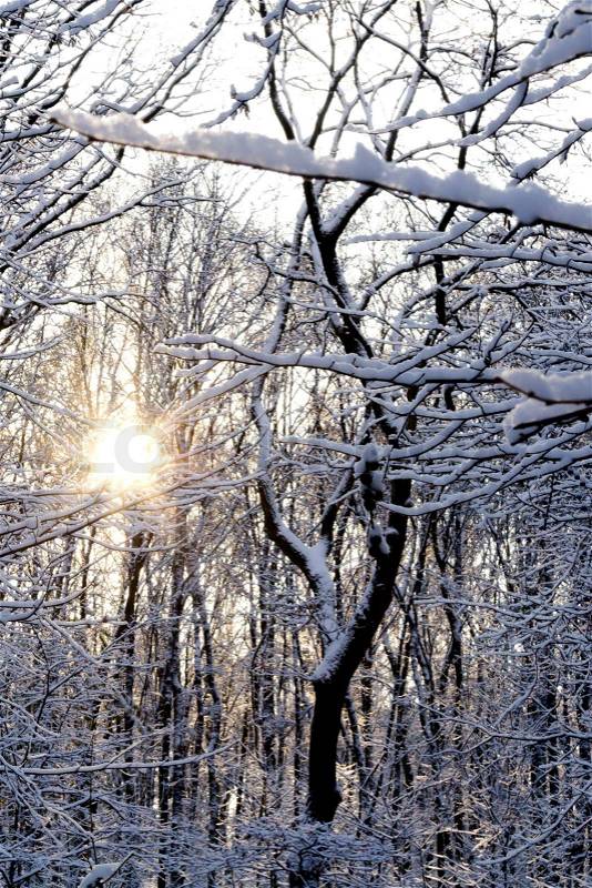 Sun shining throug snow covered trees, stock photo