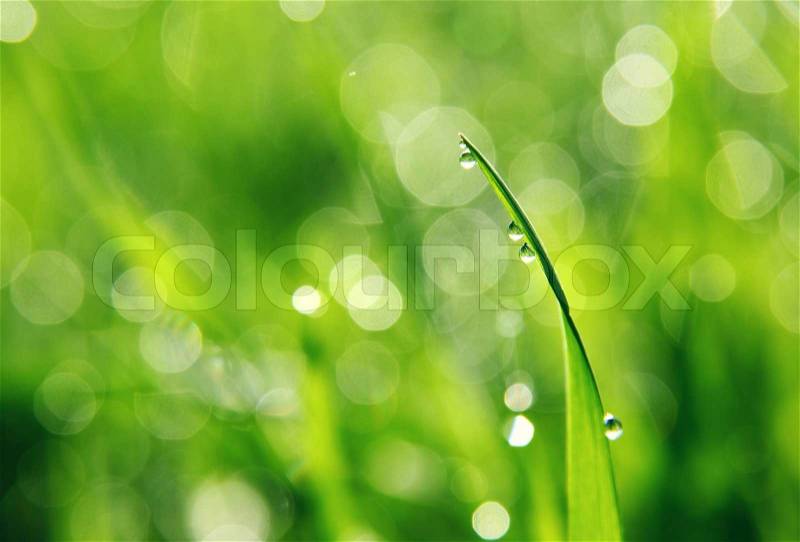 Close up of fresh morning dew on spring grass, stock photo