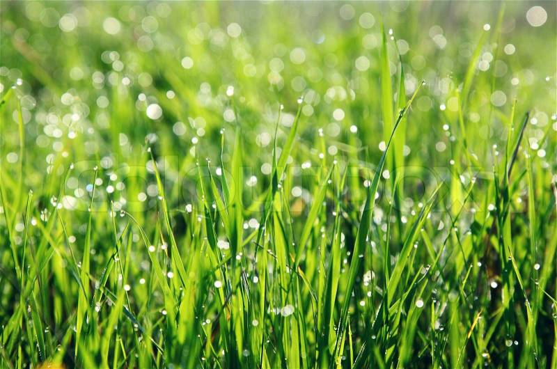 Close up of fresh morning dew on spring grass, stock photo