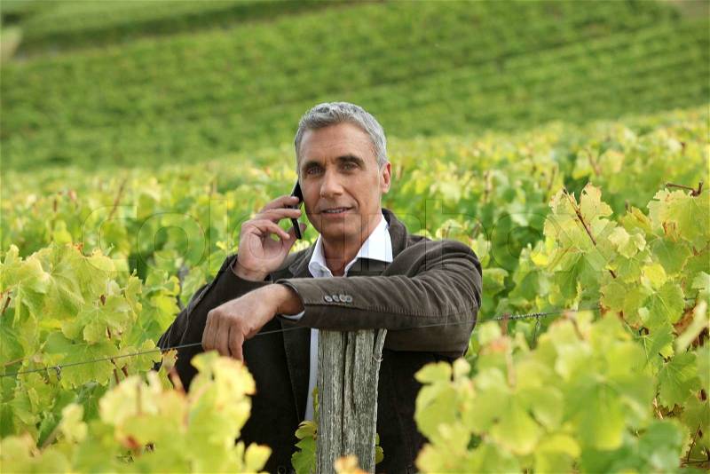 A mature man in a middle of a vineyard, stock photo