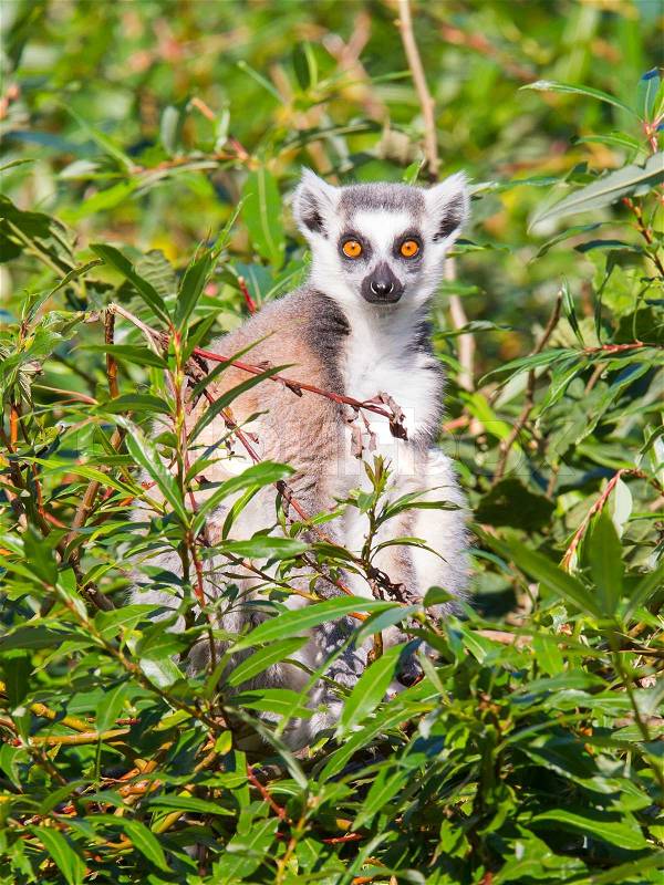 Ring-tailed lemur Lemur catta, stock photo
