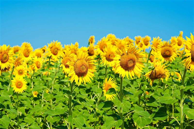 Yellow sunflowers with green leaves against the blue sky, floral agricultural background, stock photo
