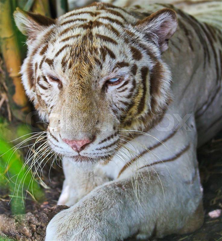 WHITE TIGER in zoo, stock photo