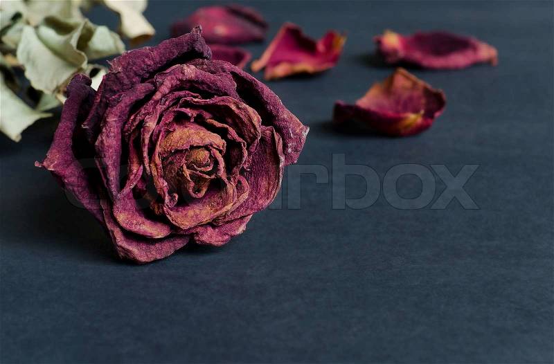 Single dried rose, Dead rose with text area, stock photo