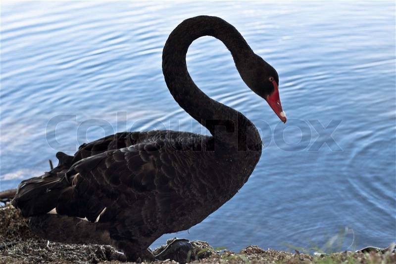 Beautiful black swan by the lake. Summer evening, stock photo