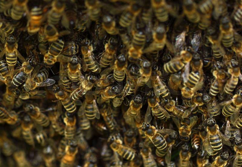 Сolony of bees, stock photo