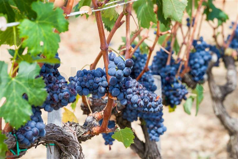 Ripening grape clusters on the vine in the fall, stock photo