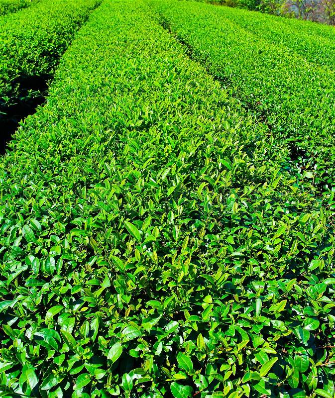 Pattern of tea plantation in thailand, stock photo