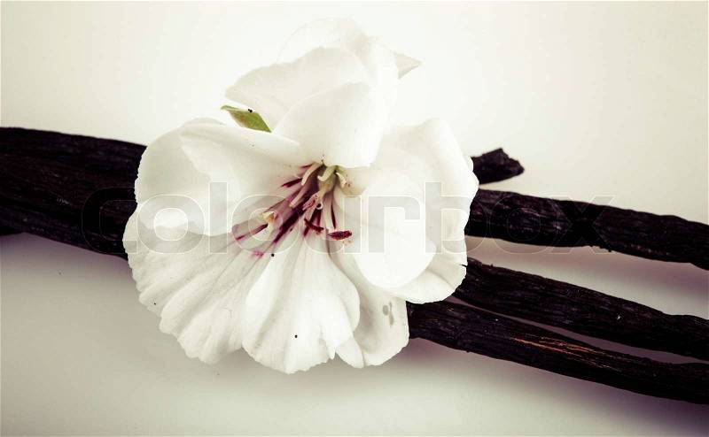 Vanilla Bean And Flower, stock photo