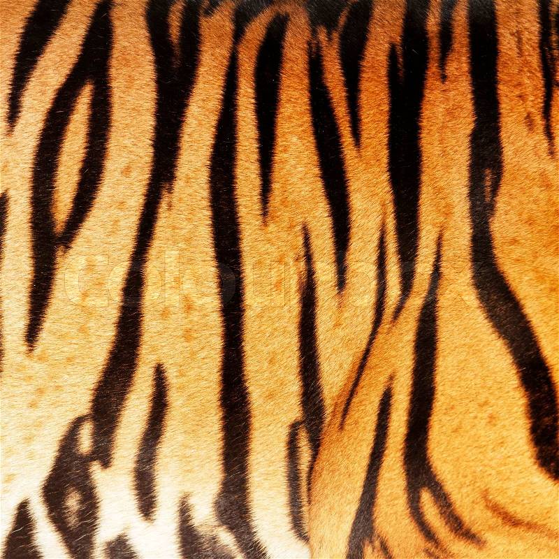 Tiger skin, stock photo