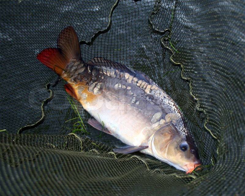Big carp in landing net outdoor, stock photo