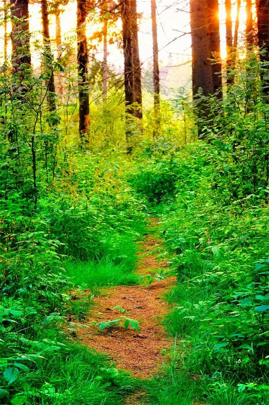 Overgrown path in the woods, stock photo