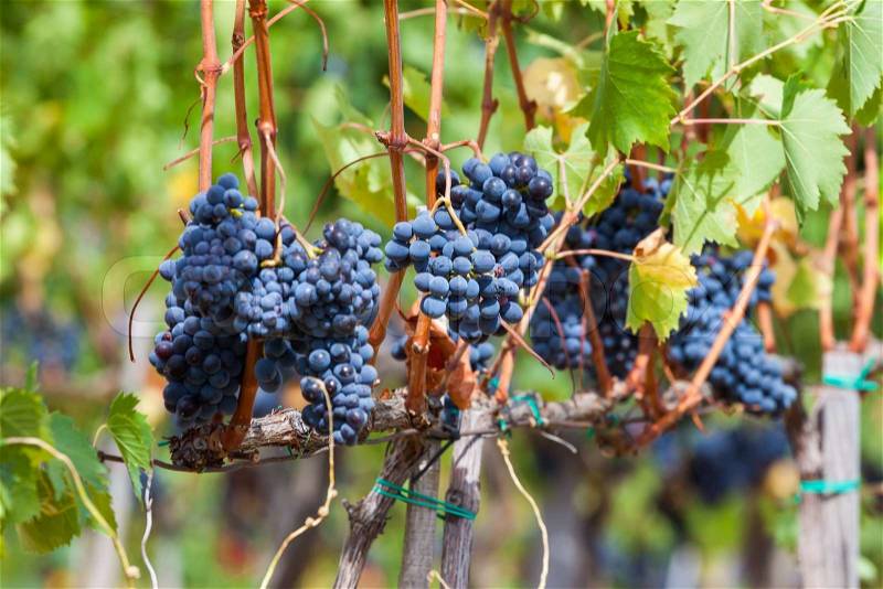 Ripening grape clusters on the vine in the fall, stock photo