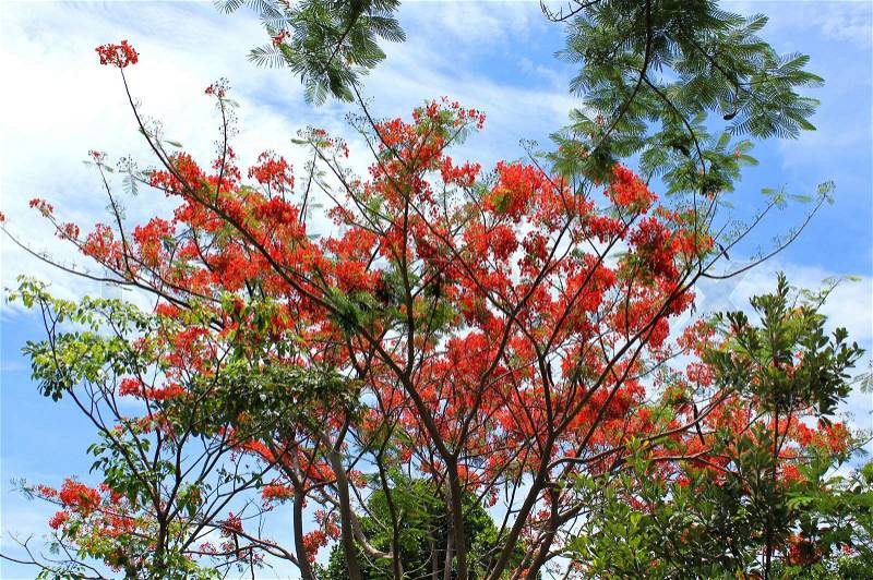 Flame tree Flower Poinciana blossom on blue sky background, stock photo