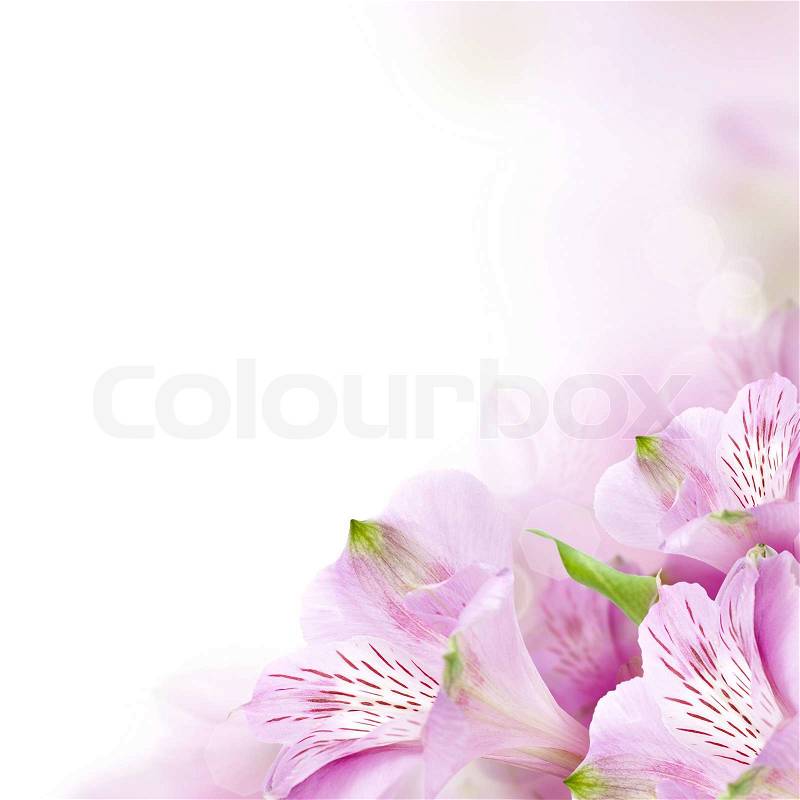 Floral border, summer blossom background, stock photo
