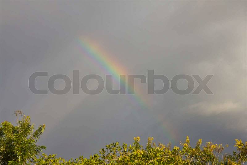 Evening storm, rainbow and clouds with tree top, stock photo