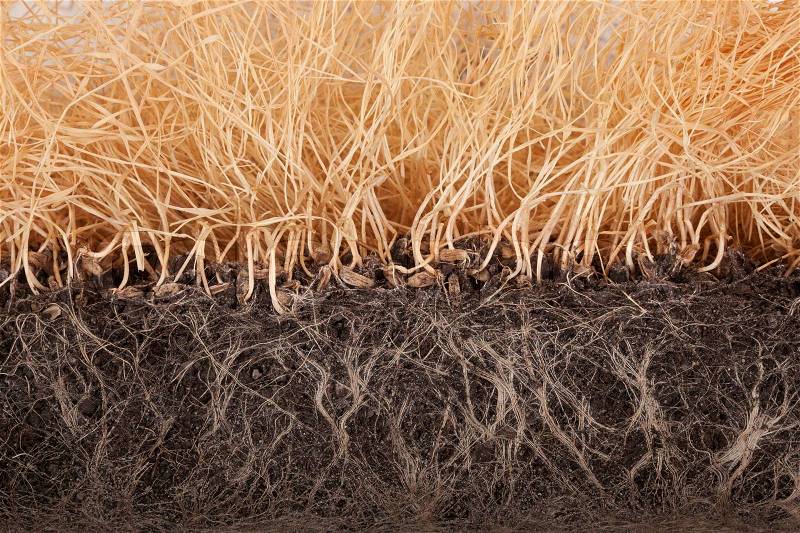 Withered wheat germ, slice with roots in the ground close-up, stock photo