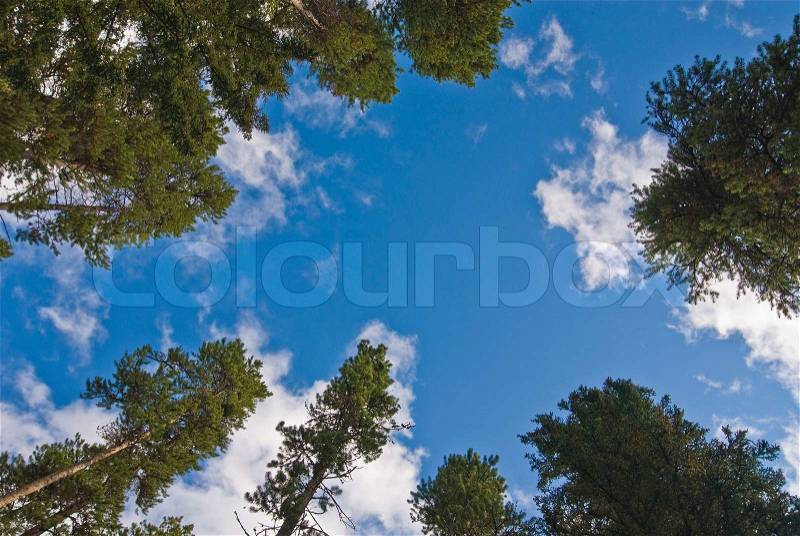 Conceptual image of trees reaching for the Cumulous clouds filled sky, stock photo