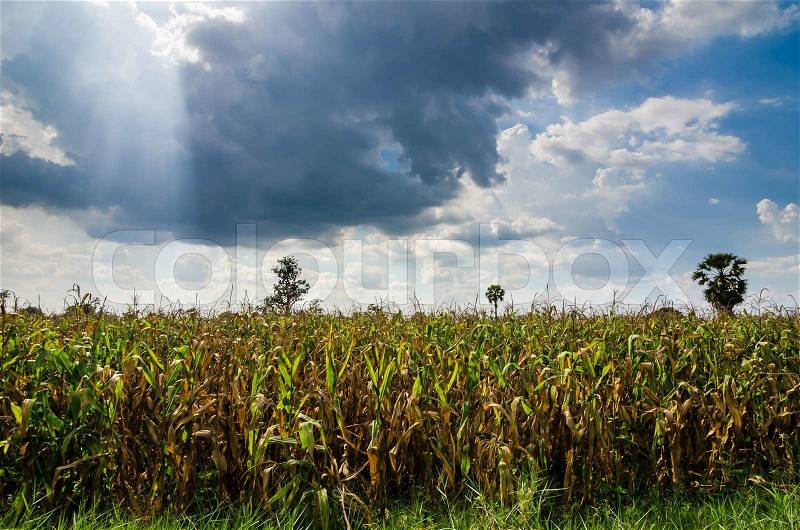 Corn farm and sky in the countryside Thailand, stock photo