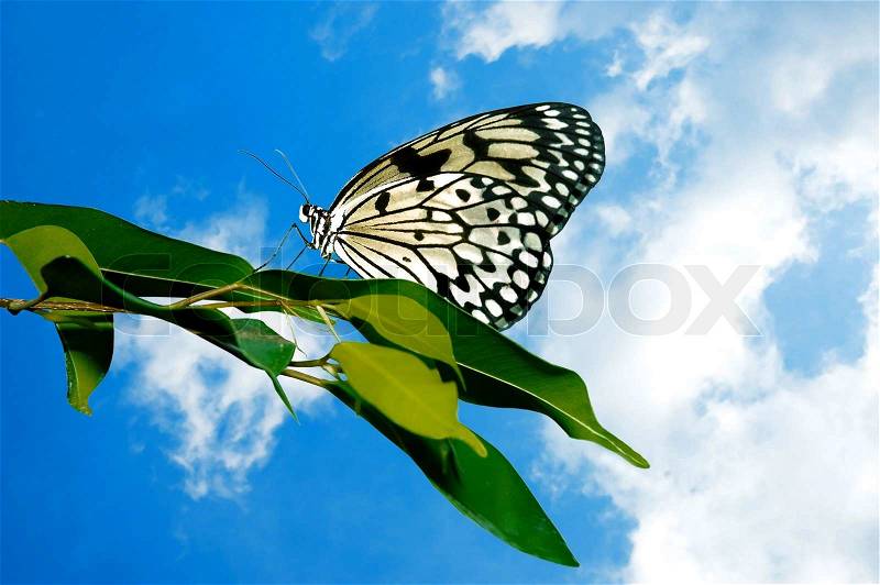 Beautiful butterfly perched on a leaf with a puffy white cloud background, stock photo