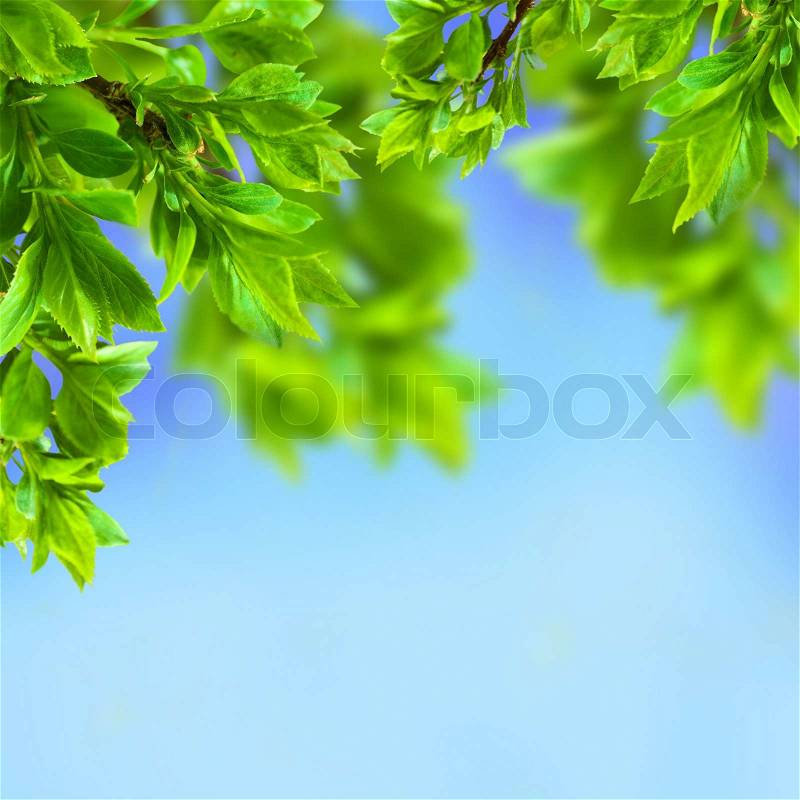 Branch in green leaves on a yellow background, stock photo