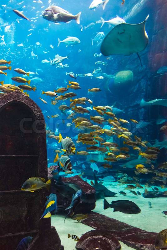 Aquarium tropical fish on a coral reef, stock photo
